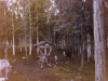133-1974-31-agustos-rovaniemi-kuzey-kutup-dairesinde-ren-geyikleri
